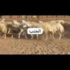 مراح كامل 103 تحتها 25