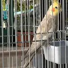 للبيع ذكر كروان تربيه اليف معه السلام عليكم وي وي بابا جا