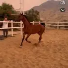 خيل للبيع واهو
