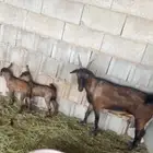 عنزه تحتها 2