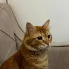 قط ضايع في تبوك حي البوادي