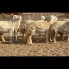 رخال حرية حرش عددها 35