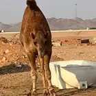 للبيع قعود فاخر