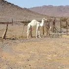 بكره للبيع طيبه ع الحليب