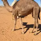 للبيع مفرودة