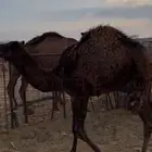 بكره فل شحم