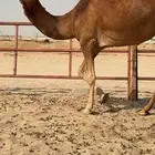 بكار سواحل حمر وسم واحد