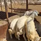 خرفان للبيع