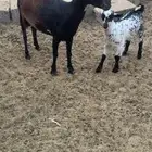 عنزه تحتها تيس