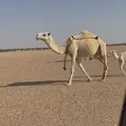 خلفه هديه بداوه من ابل فهد السلات