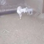 للبيع حريه معه طلي