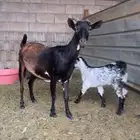 عنزه تحتها تيس