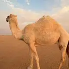 ناقة وضحا حايل للبيع