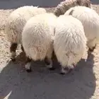 رخال نعيم كفو