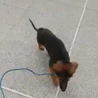 جيرمن ذكر بني على اسود عمره شهر ونص الاكل يجي