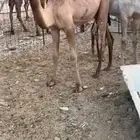 قعود وبكرة للبيع