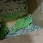 3 فروخ درة هندي