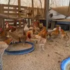 دجاج بلدي بياض بشاير