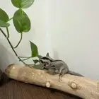 سنجاب طائر انثى