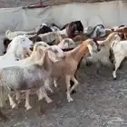 معزاء طيبه
