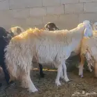 4 نعاج حريات صنف مضاريع