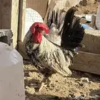 دجاج بلدي عربي