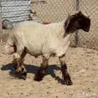 خروف فحل جذع صنف