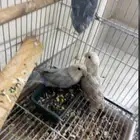 روز للبيع