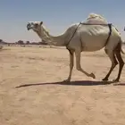 خلفه كفو للبيع