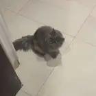 قط ضايع للتبني