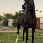 فحل ادهم متاح للتشبيه لوجه الله .