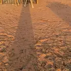 للبيع بكر عشرا كفو غيثيه