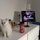 قط شيرازي للبيع العمر 3 شهور