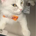 قط شيرازي