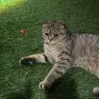 قطه