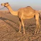 هجن لقحه ماكول بكوي راكض من هجن ابن ثاني ثنو