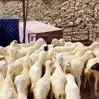 رخال رفيديات