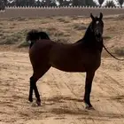 فرس واهو فاخره ولقاح ثقيل