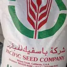 بذور برسيم امريكي كاف 101