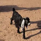 عنز عارضيه صفرا خصم منوم
