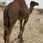 قعود ساحلي