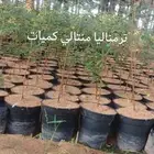 شتلات زراعيه باسعار مميزة