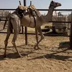 قعود طابع للبيع