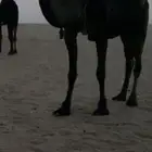 مطلوب مجاهيم من لديه يتواصل معي وتساب 0 50 742 0645