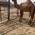 بكره صفرا. (تمم البيع )