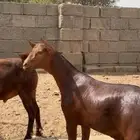 مشاريع دهم صنف فاخر