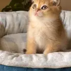 سكوتش قولد بيور فولد NY