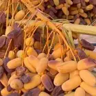 للبيع تمر برني صيف مزرعة العلا - العذيب