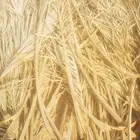 عسيب نخل (جريد)