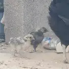 دجاججتين بلدي وديك